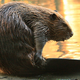 Illustration for article titled Scientists Acquire More Proof That Only Beavers Can Save the World